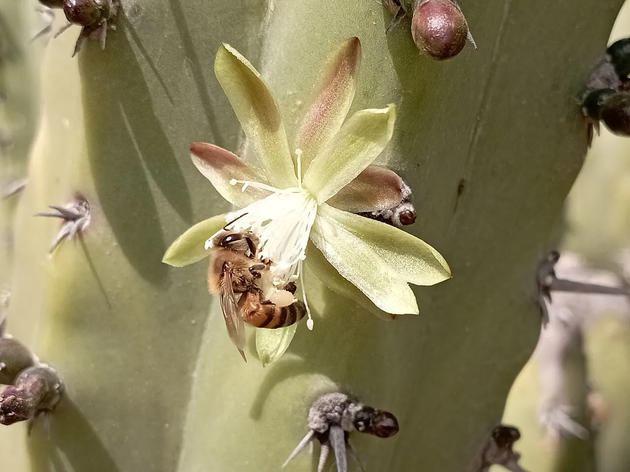 Pale star-shaped flower on the stem.