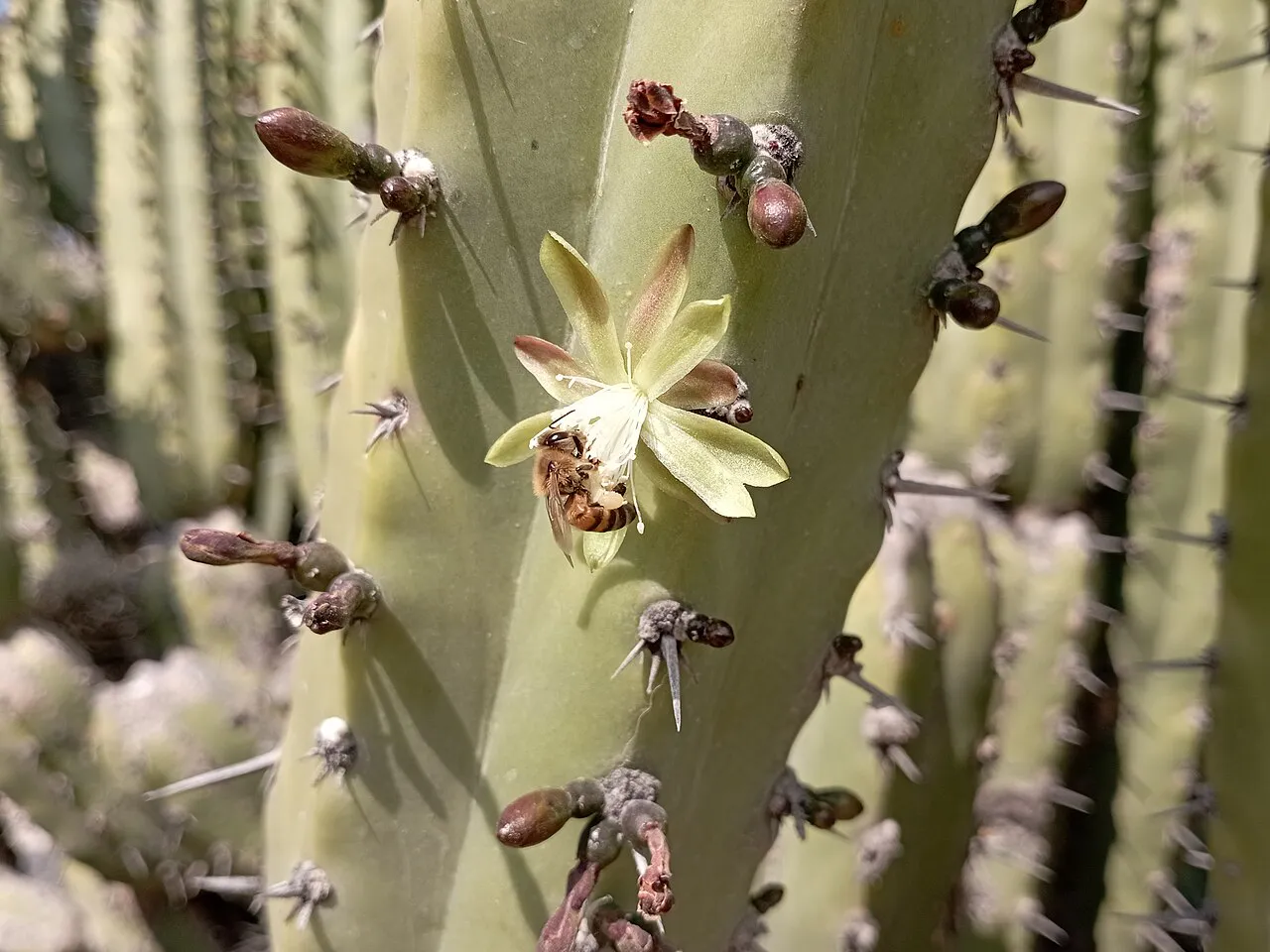Flower and buds along a rib.