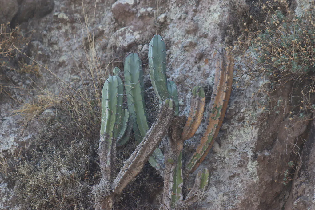 Tall branching stems beside a rock face.