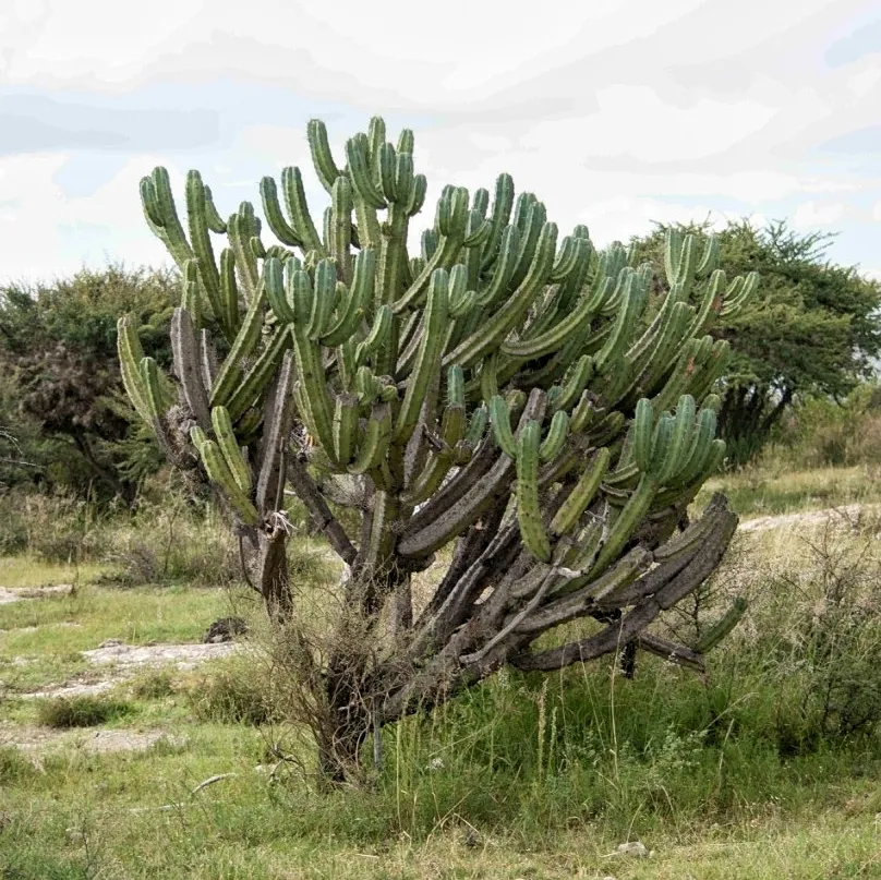 Broadly branching cactus in an open planting.