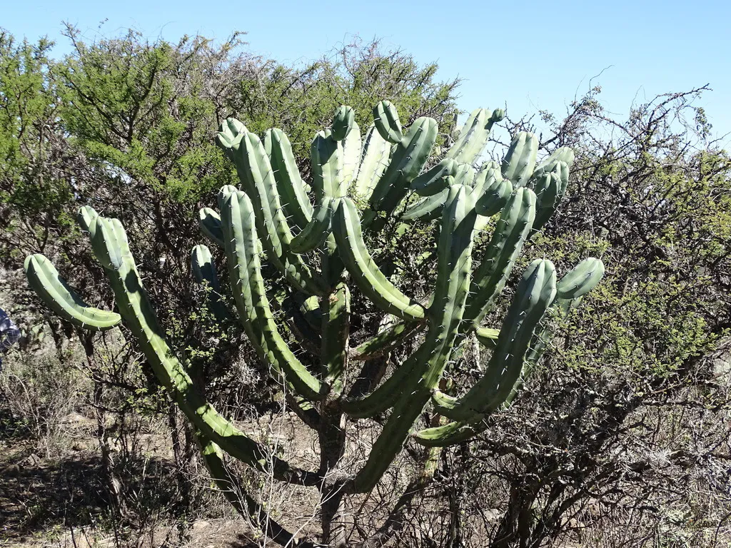 Blue-green branches among surrounding shrubs.