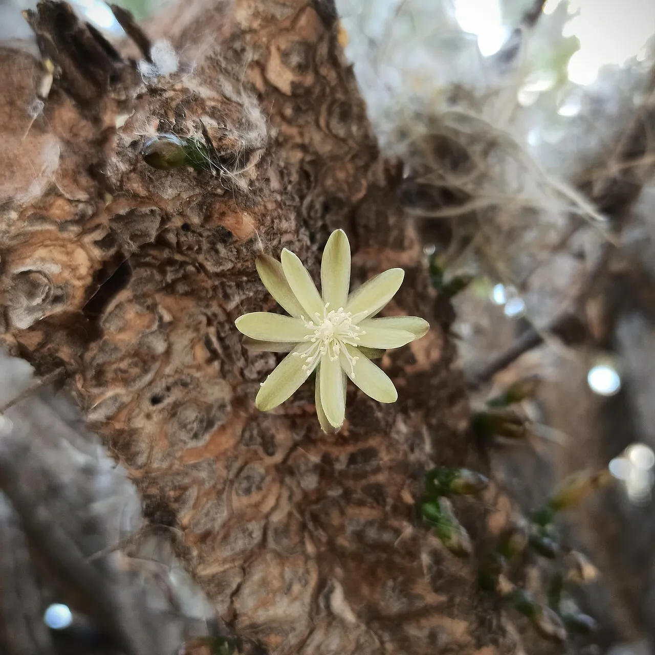 Small pale flower beside a woody stem.