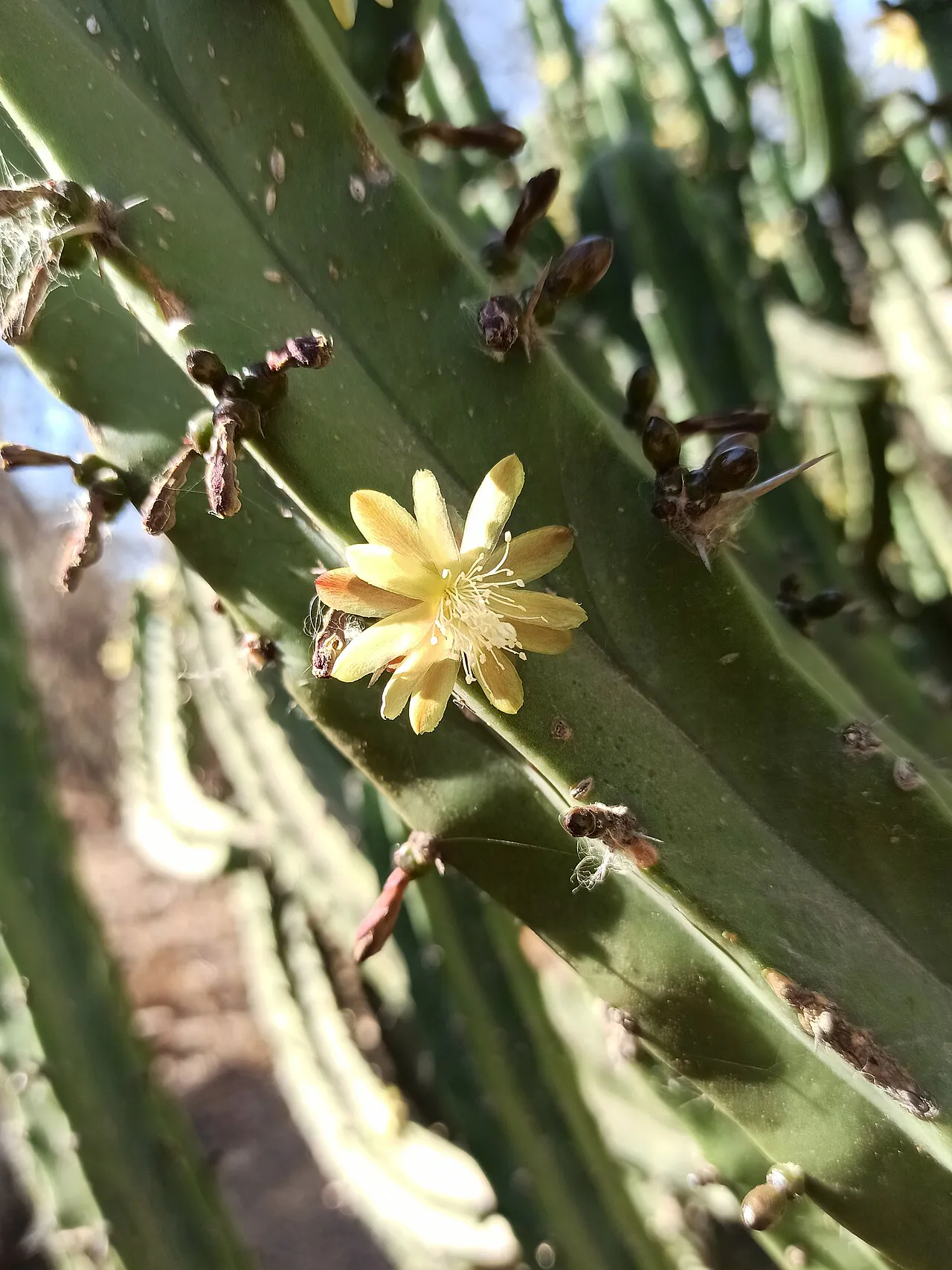 Pale yellow flower emerging from a green rib.