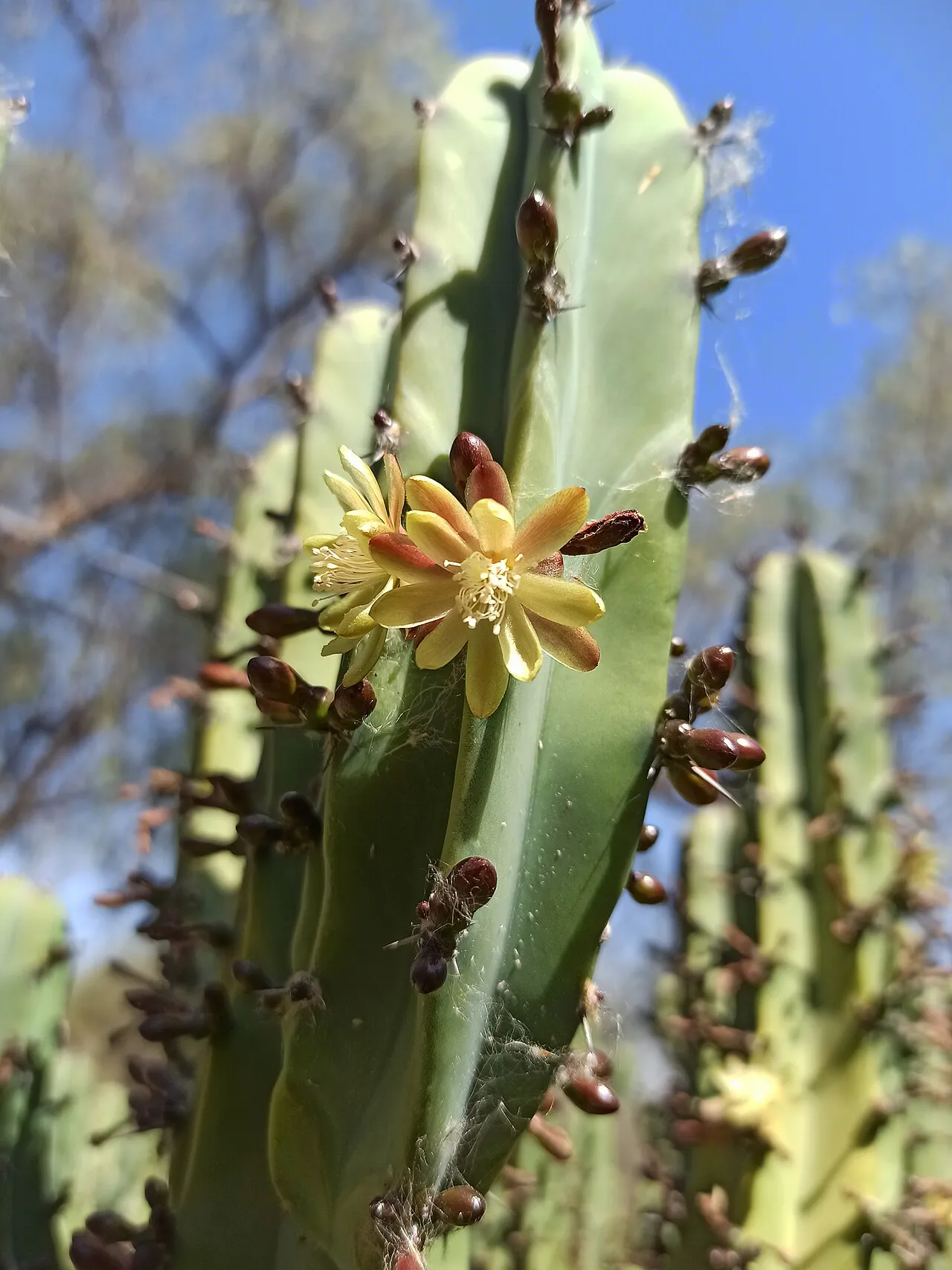 Pale flower along a blue-green ribbed column.
