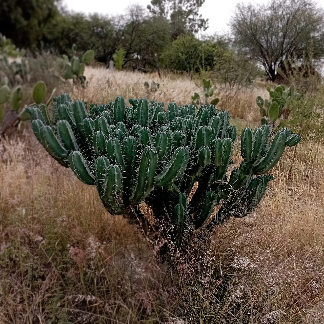 Low branching cactus amid dry grass.
