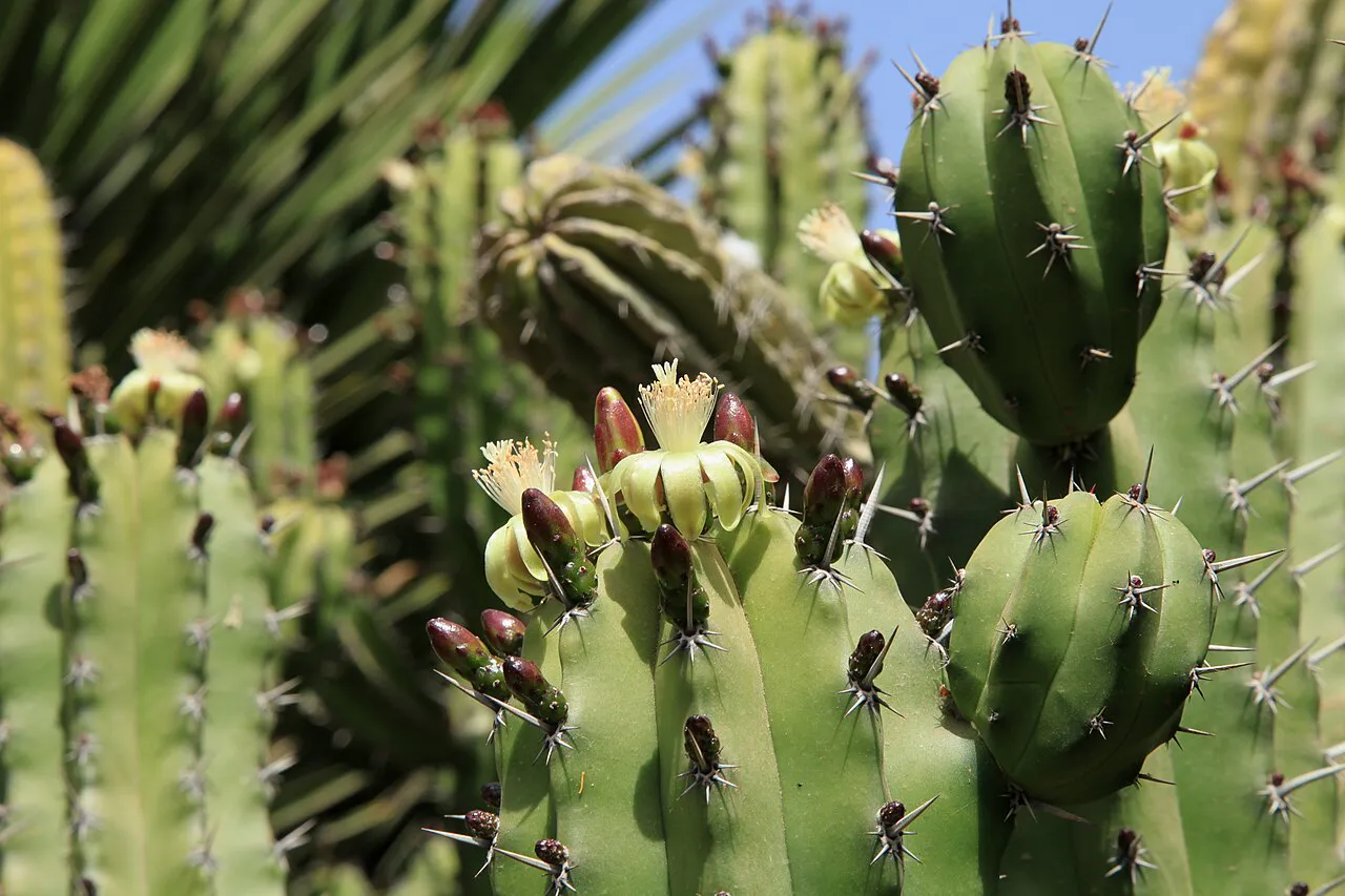 Irregular green stem tips and dark areoles.