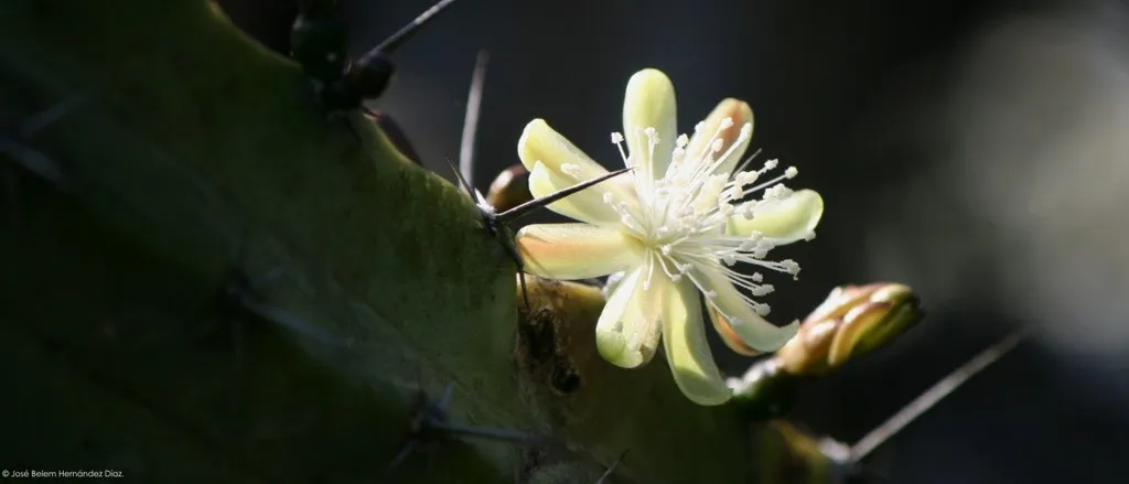 Pale flower with projecting stamens.