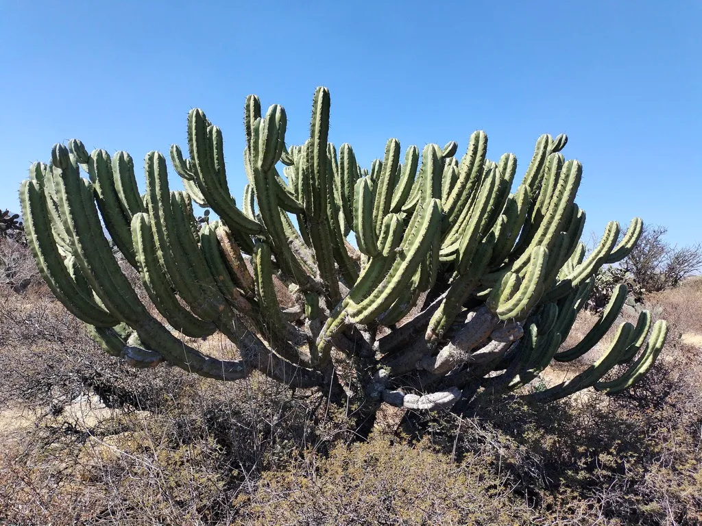 Broadly branching cactus in an open landscape.