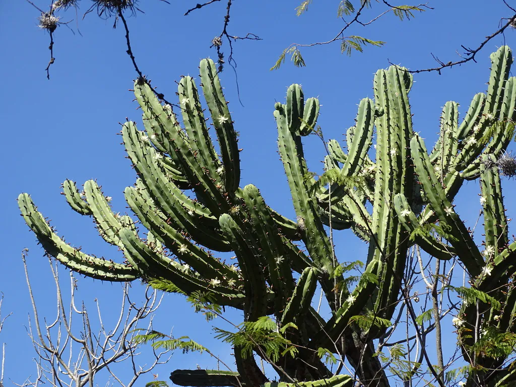 Upright branches against a clear sky.