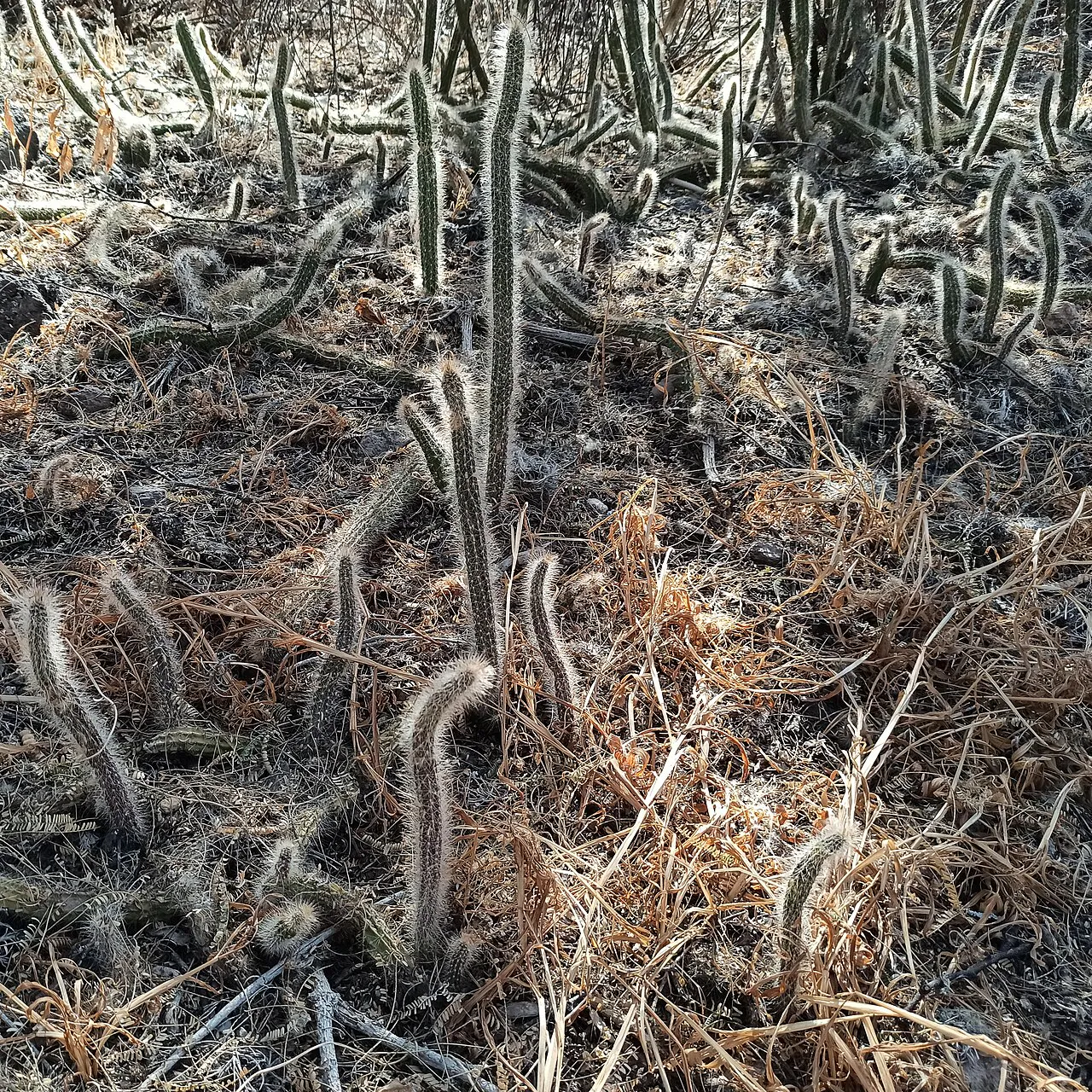 Upright and bent stems across the ground.