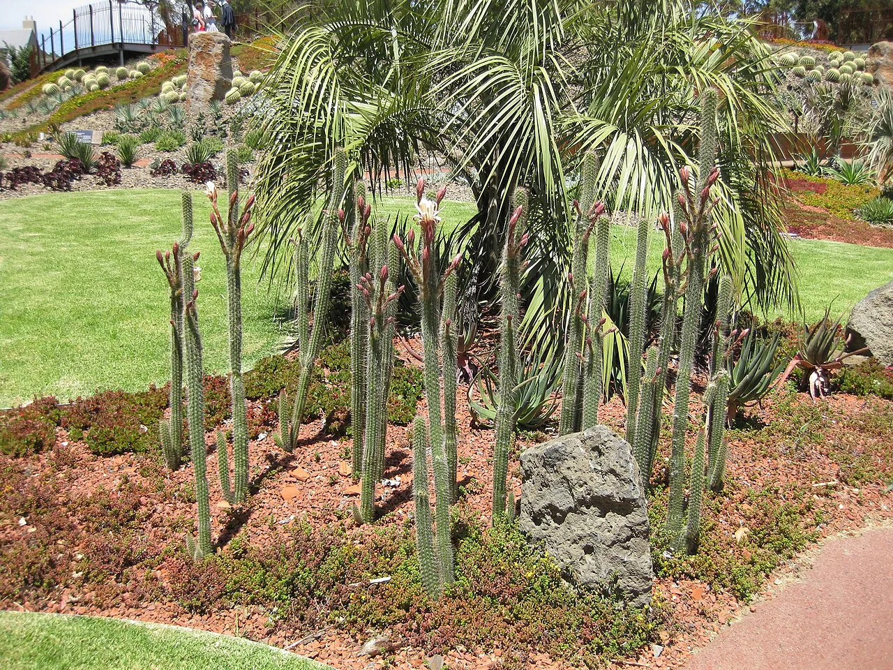 Tall narrow columns in a landscaped bed.