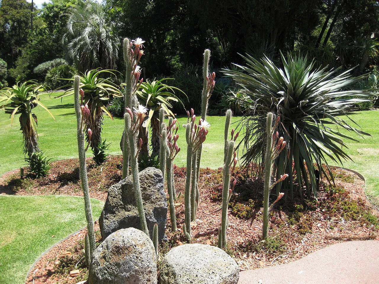 Cactus stems beside lawn and ornamental plants.