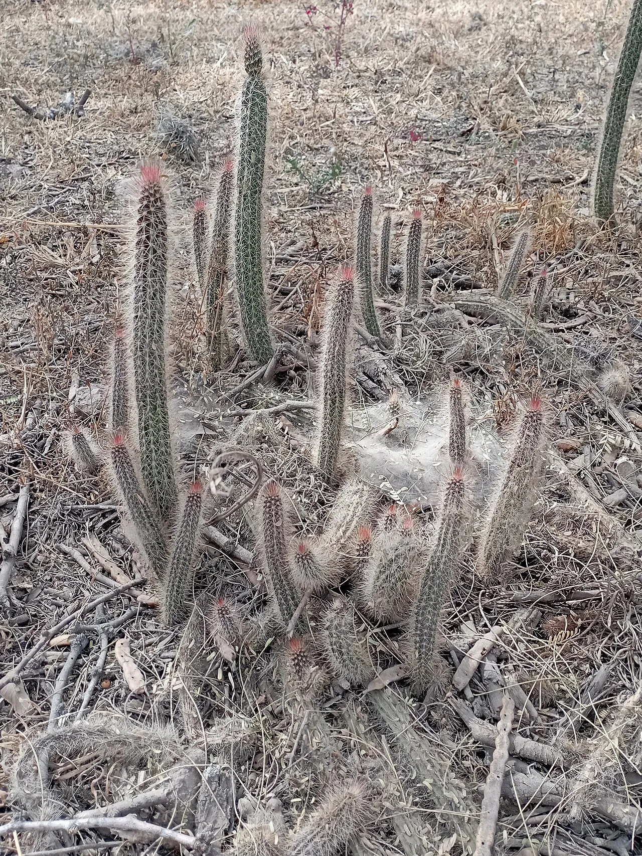 Numerous slender columns among dry shrubs.