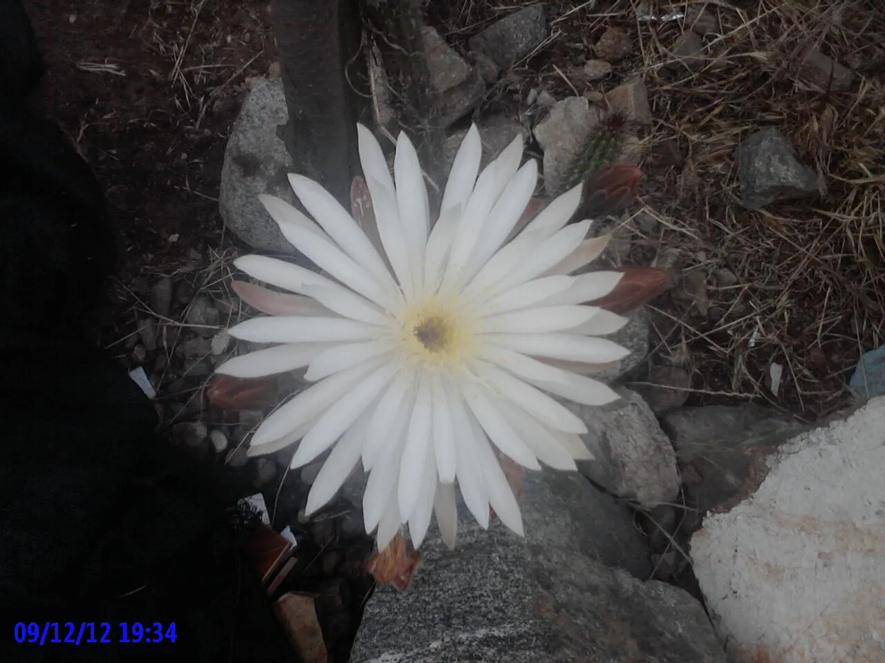 Open white flower against a dark background.