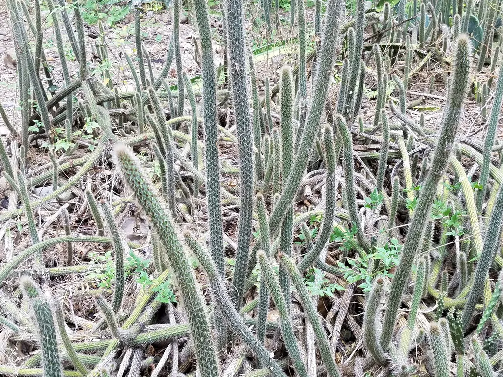 Many slender stems among ground vegetation.