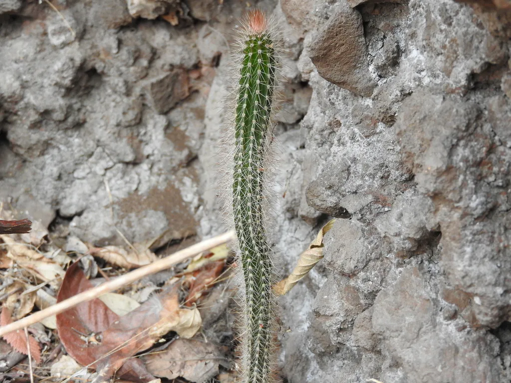 Slender stem beside a rock surface.