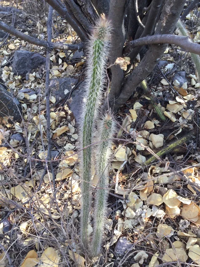 Narrow stems among dry woodland debris.