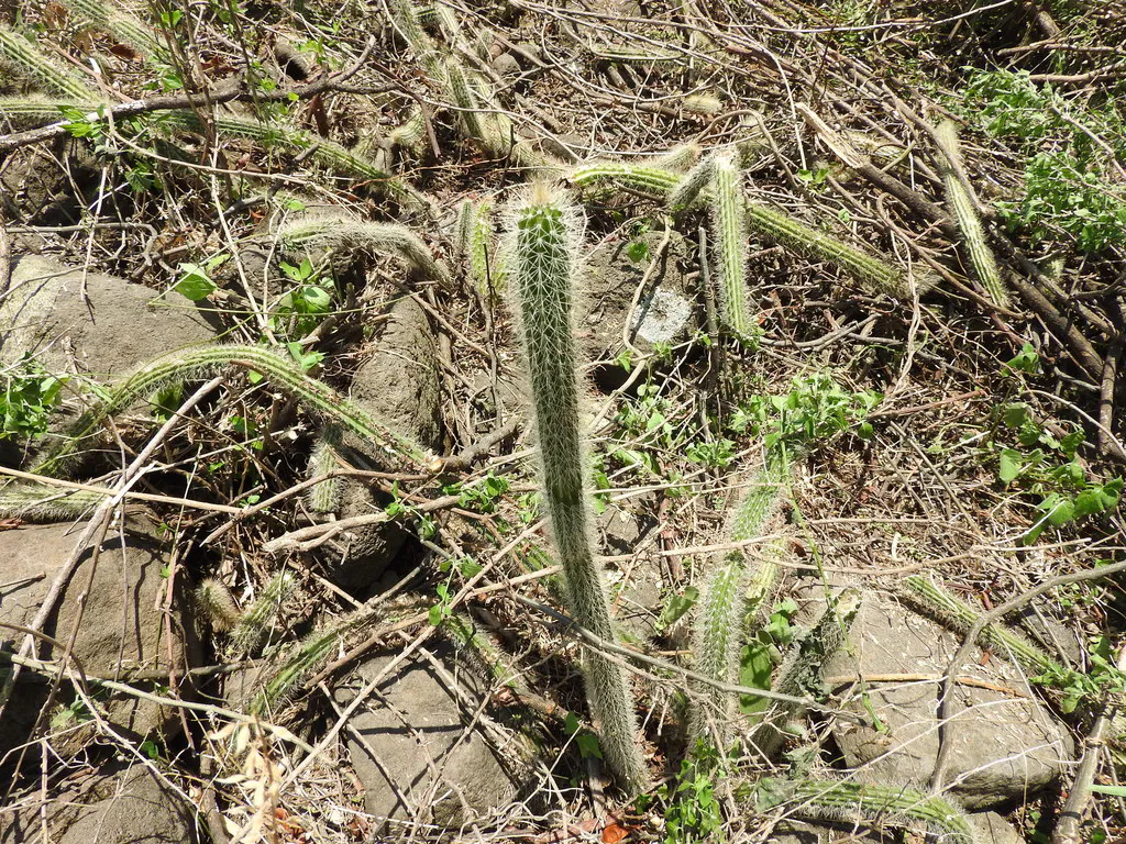 Leaning stems across stones and low plants.