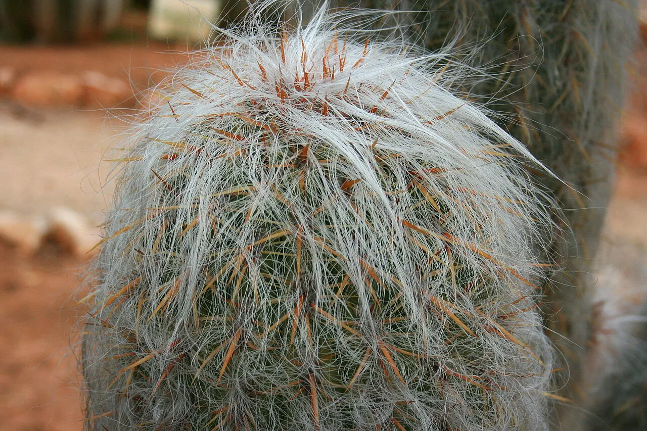 White hairs and projecting reddish spines.