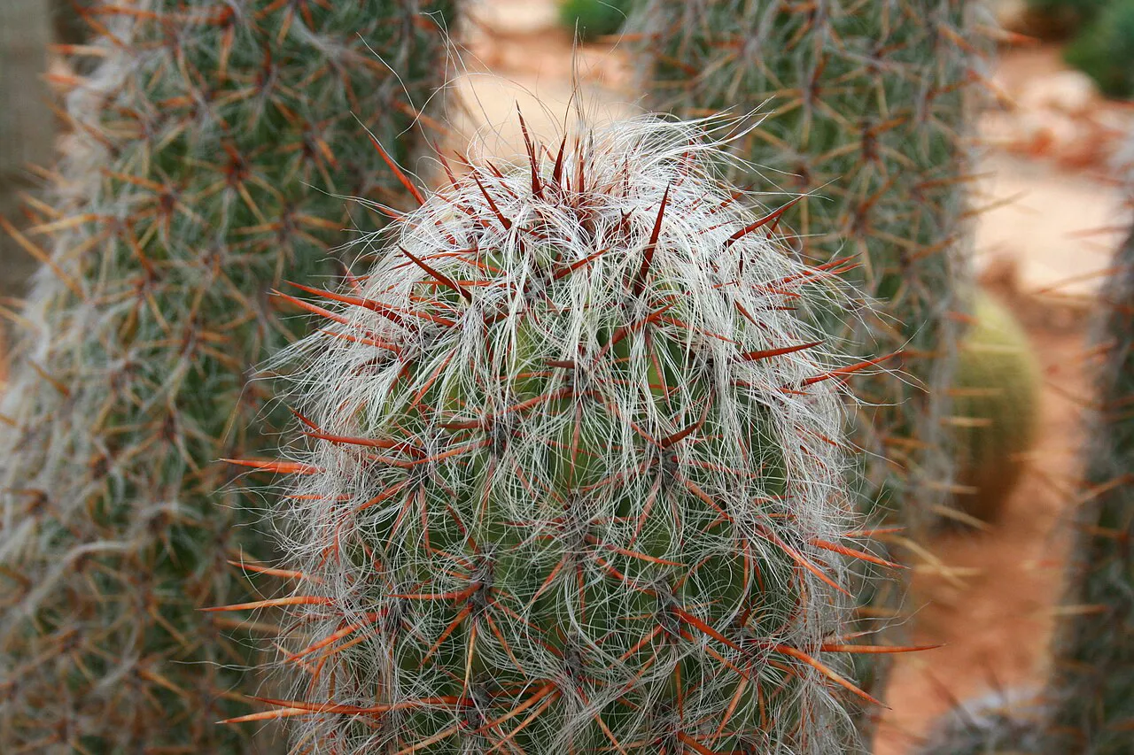 Reddish spines emerging through tangled hairs.