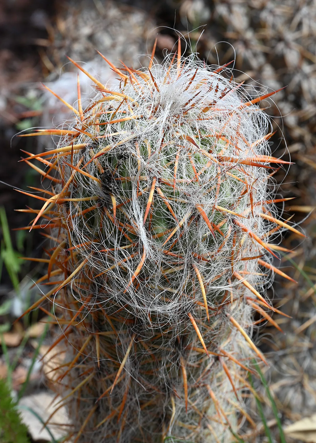 Spiny crown beneath a veil of pale hairs.