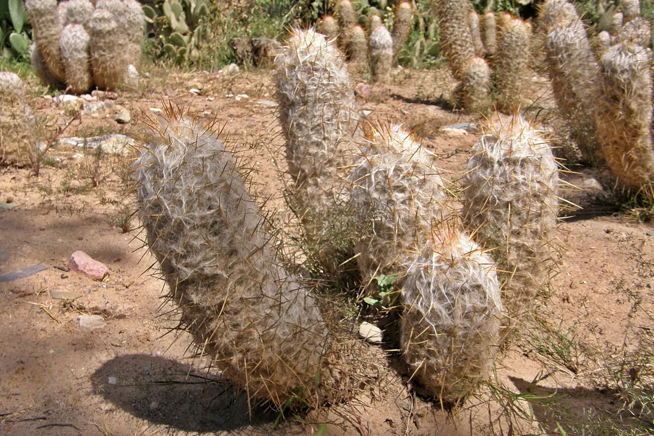 Cluster of thick woolly upright stems.