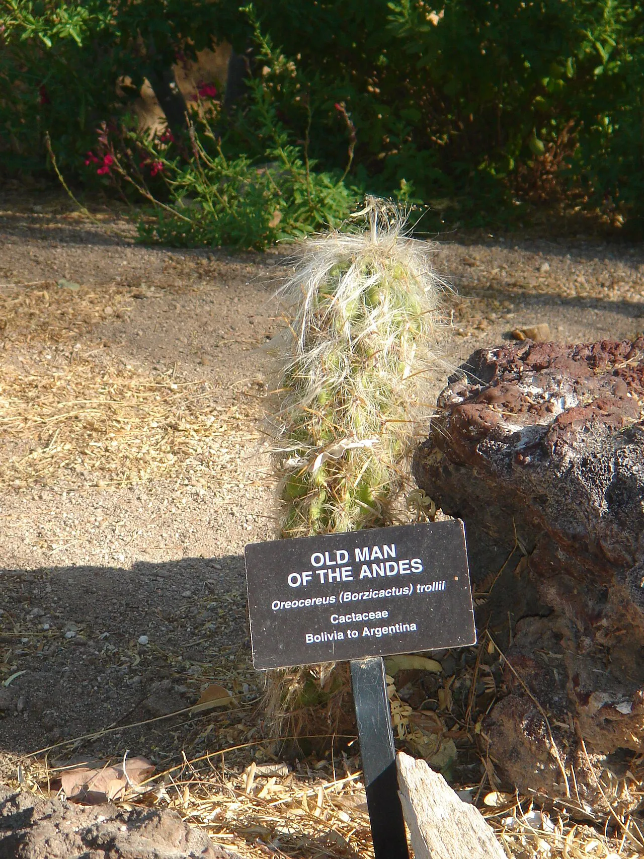 Single woolly column in a labeled planting.