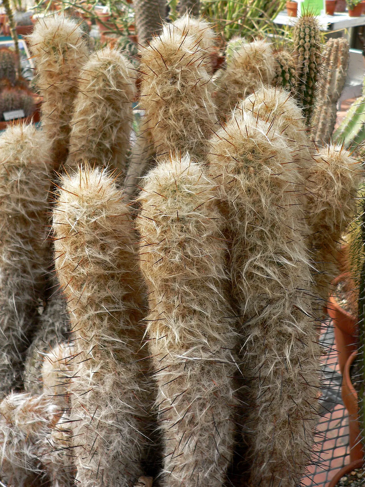Dense stand of upright woolly columns.