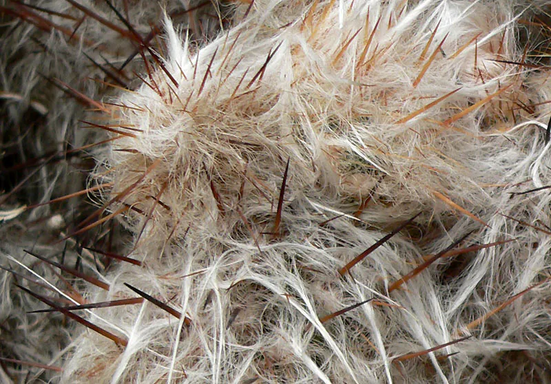 Close view of long hairs and dark spines.