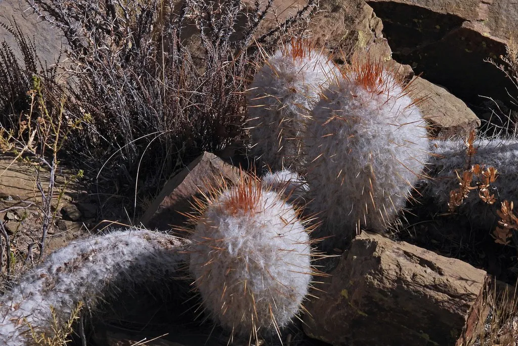 Woolly stems among rocks and low shrubs.