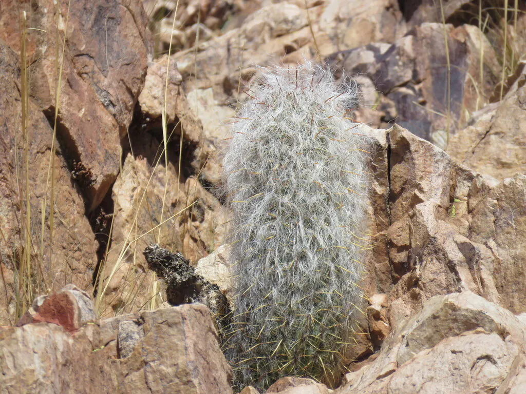 Hair-covered stem against rock slabs.