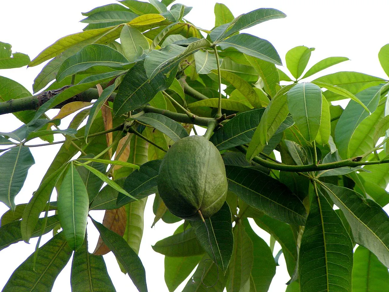 Hanging green fruit beneath the canopy.
