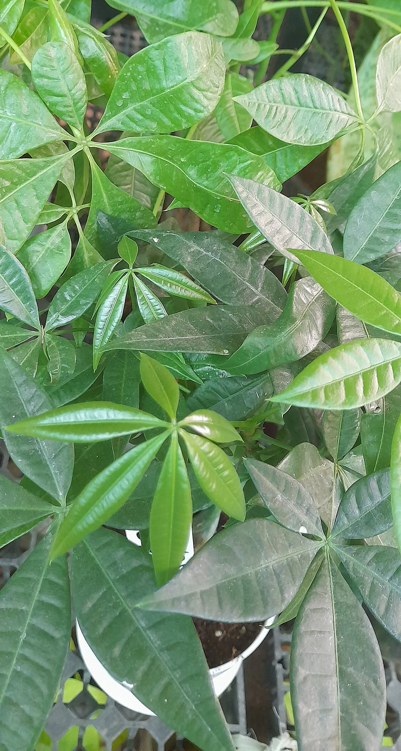 Cluster of glossy leaflets viewed from above.
