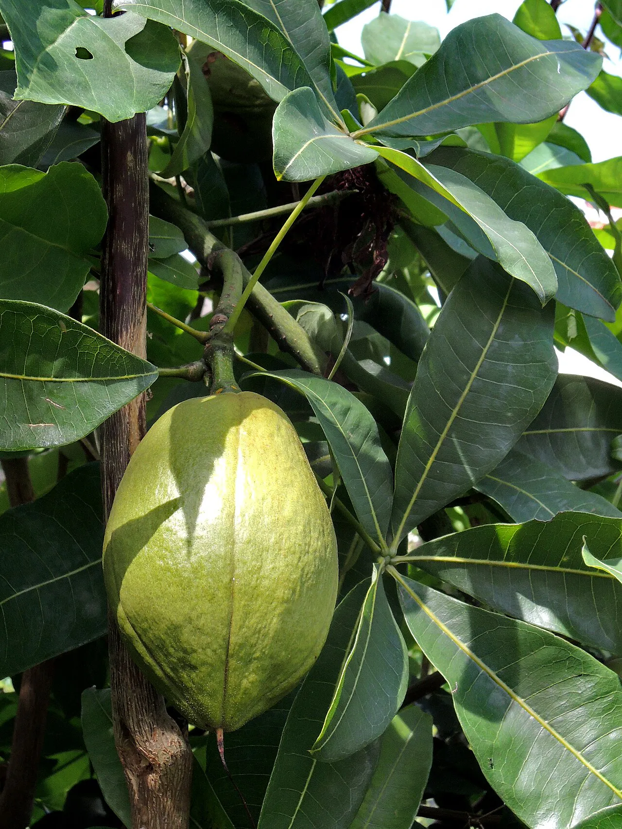 Large green fruit with visible surface texture.