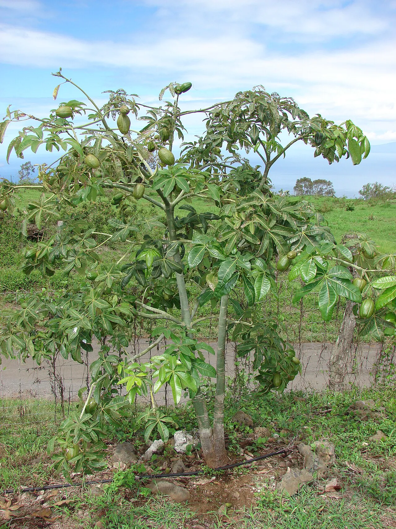 Small leafy tree in an open landscape.