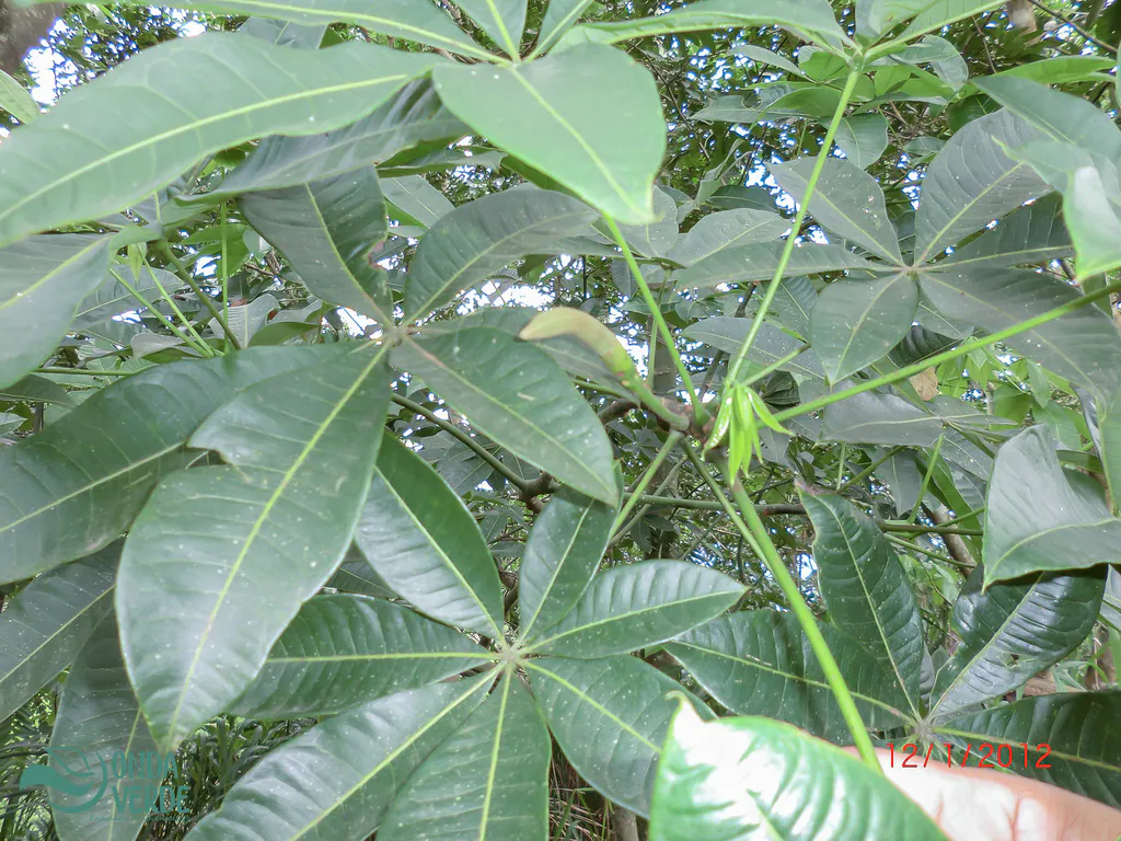 Hand-shaped compound leaves with separate leaflets.