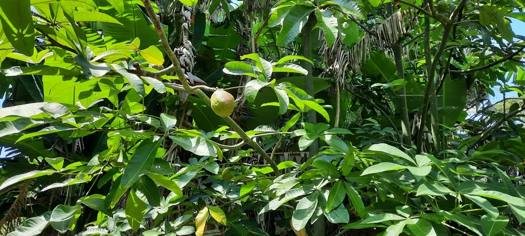 Foliage and rounded fruit among the branches.