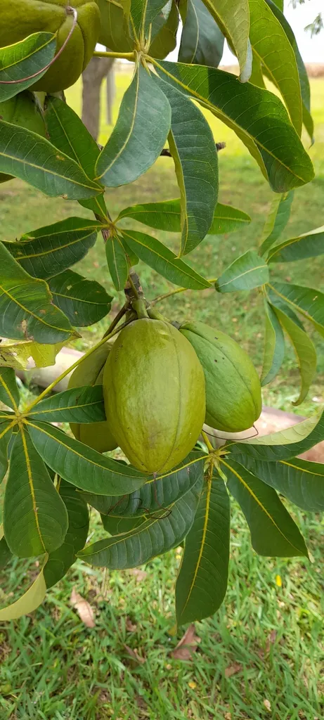 Green fruit hanging below compound leaves.