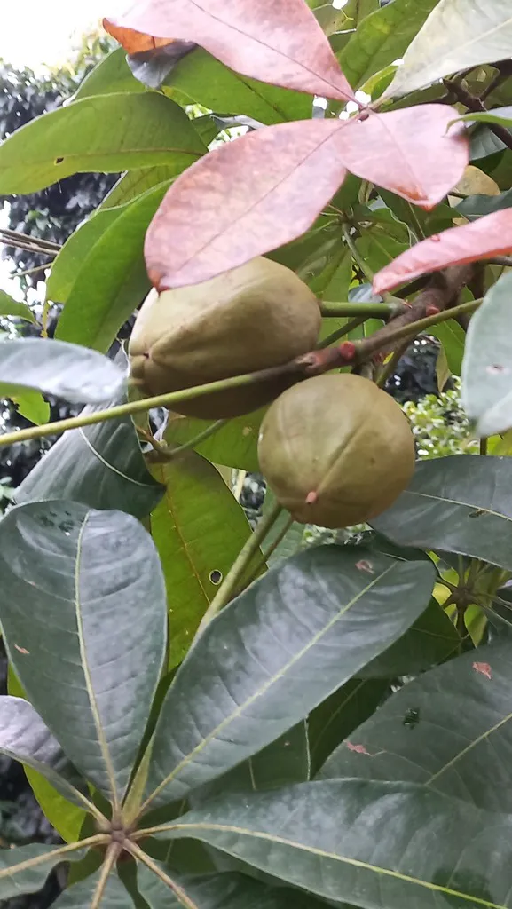 Two rounded fruits beside foliage.
