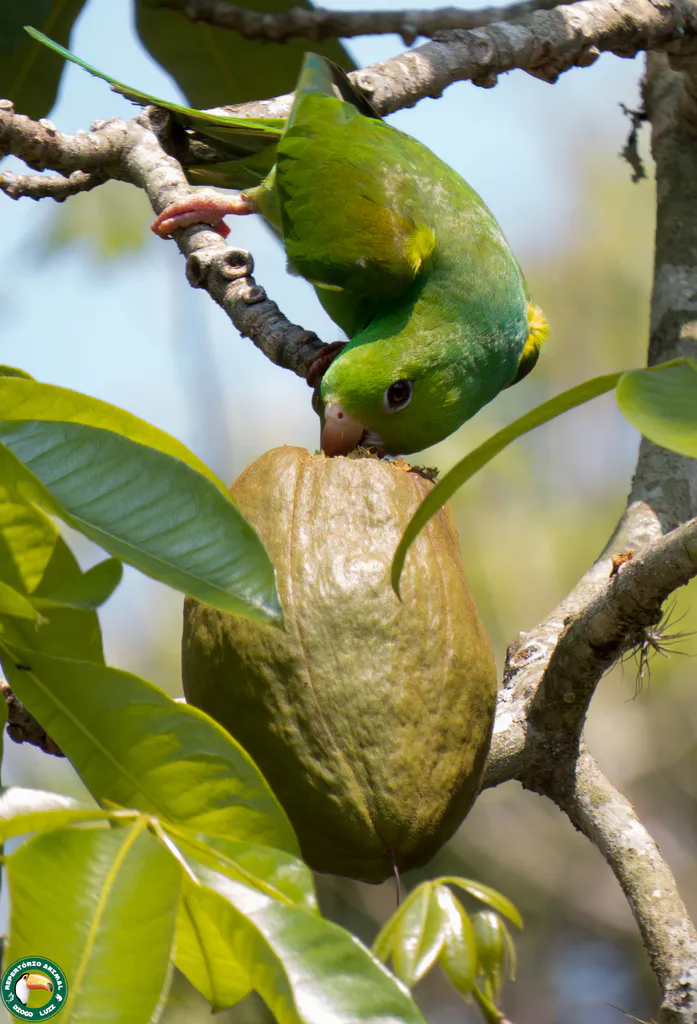 Bird perched above an opened fruit.