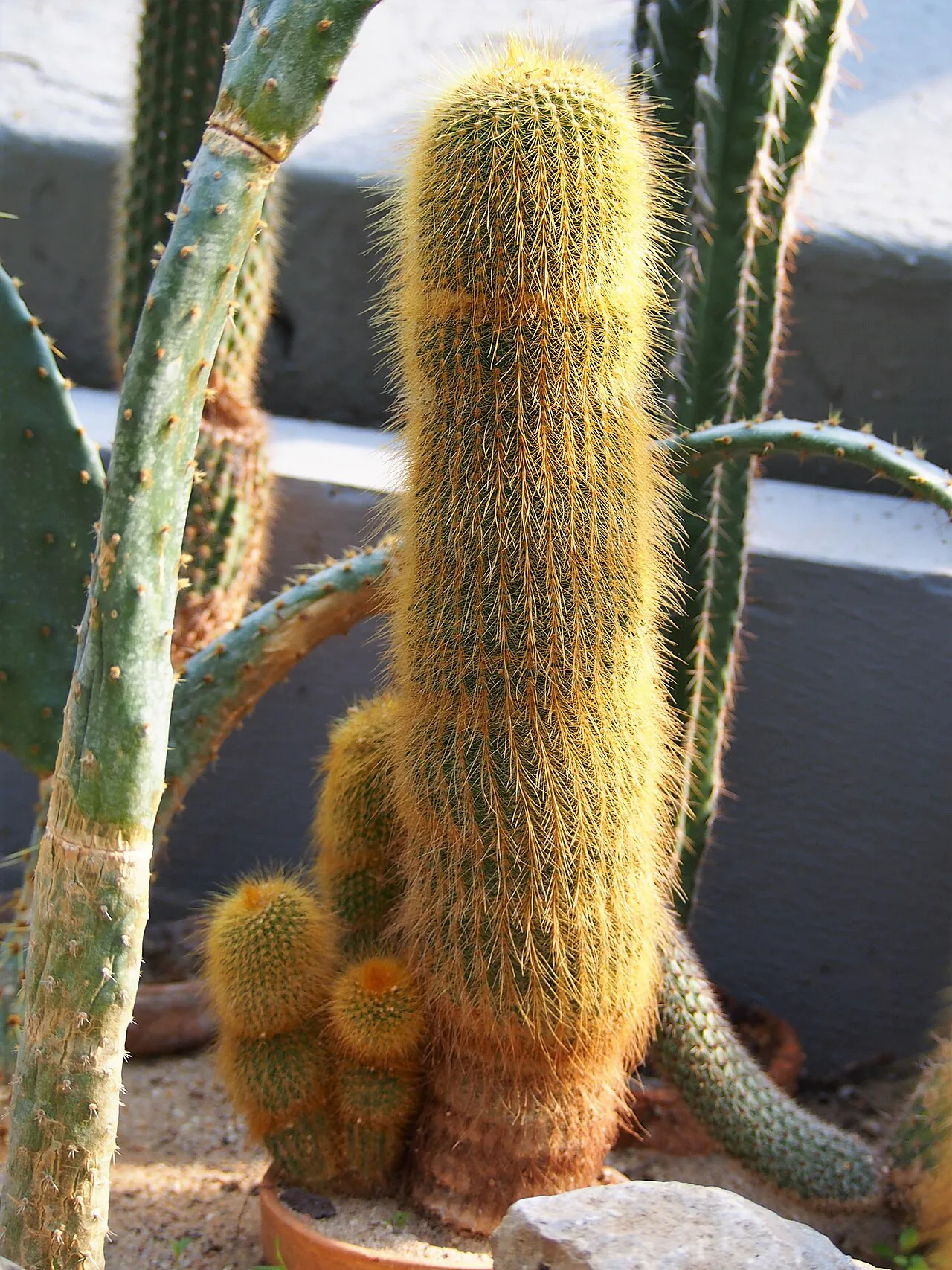 Tall golden stem beside smaller offsets.