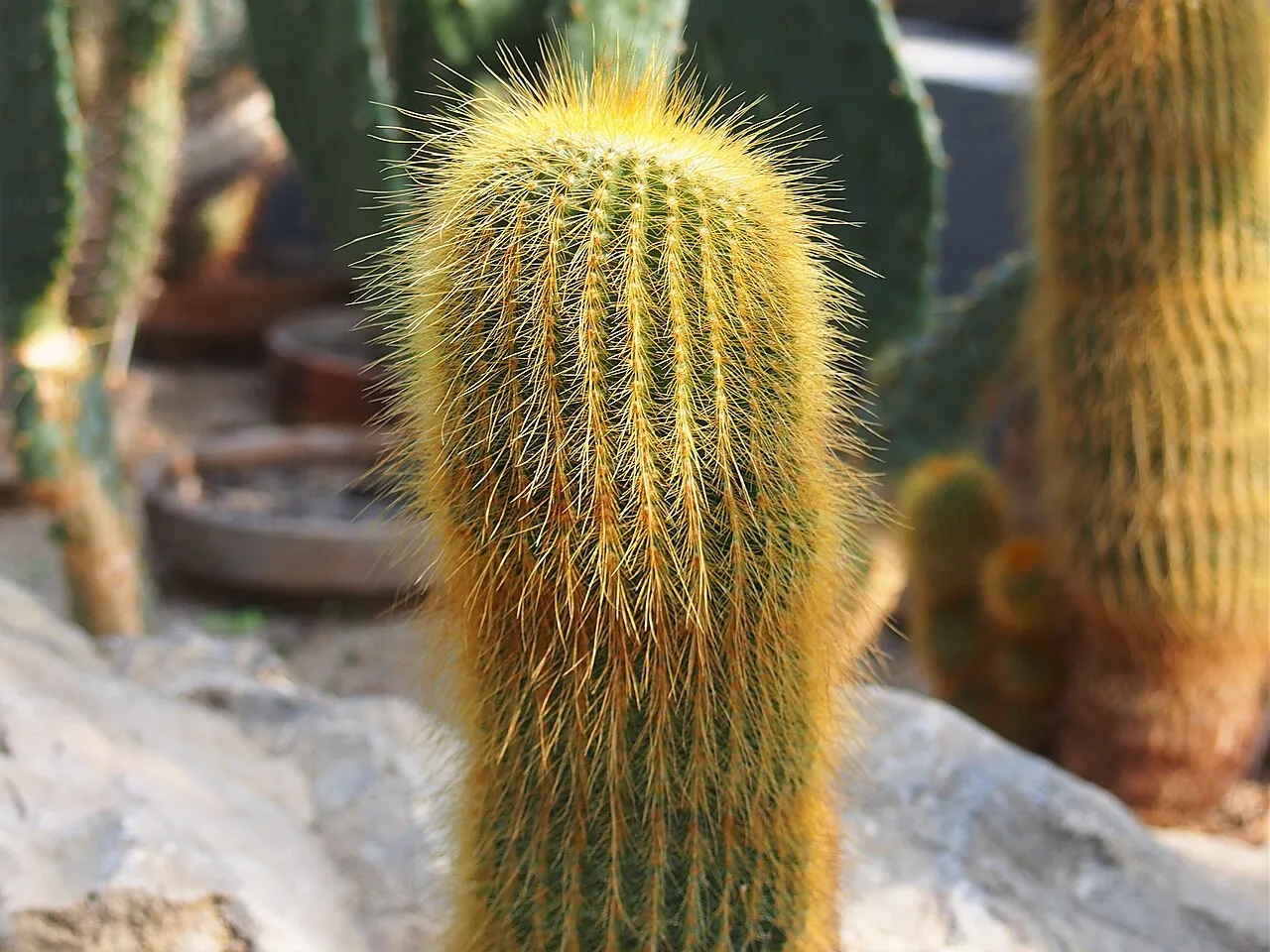 Close view of the golden-haired crown.