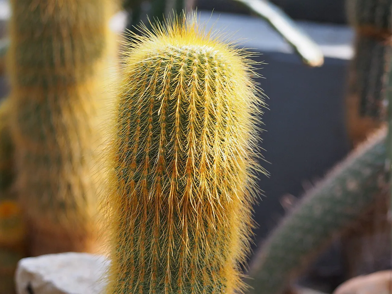 Dense golden spines along the stem.