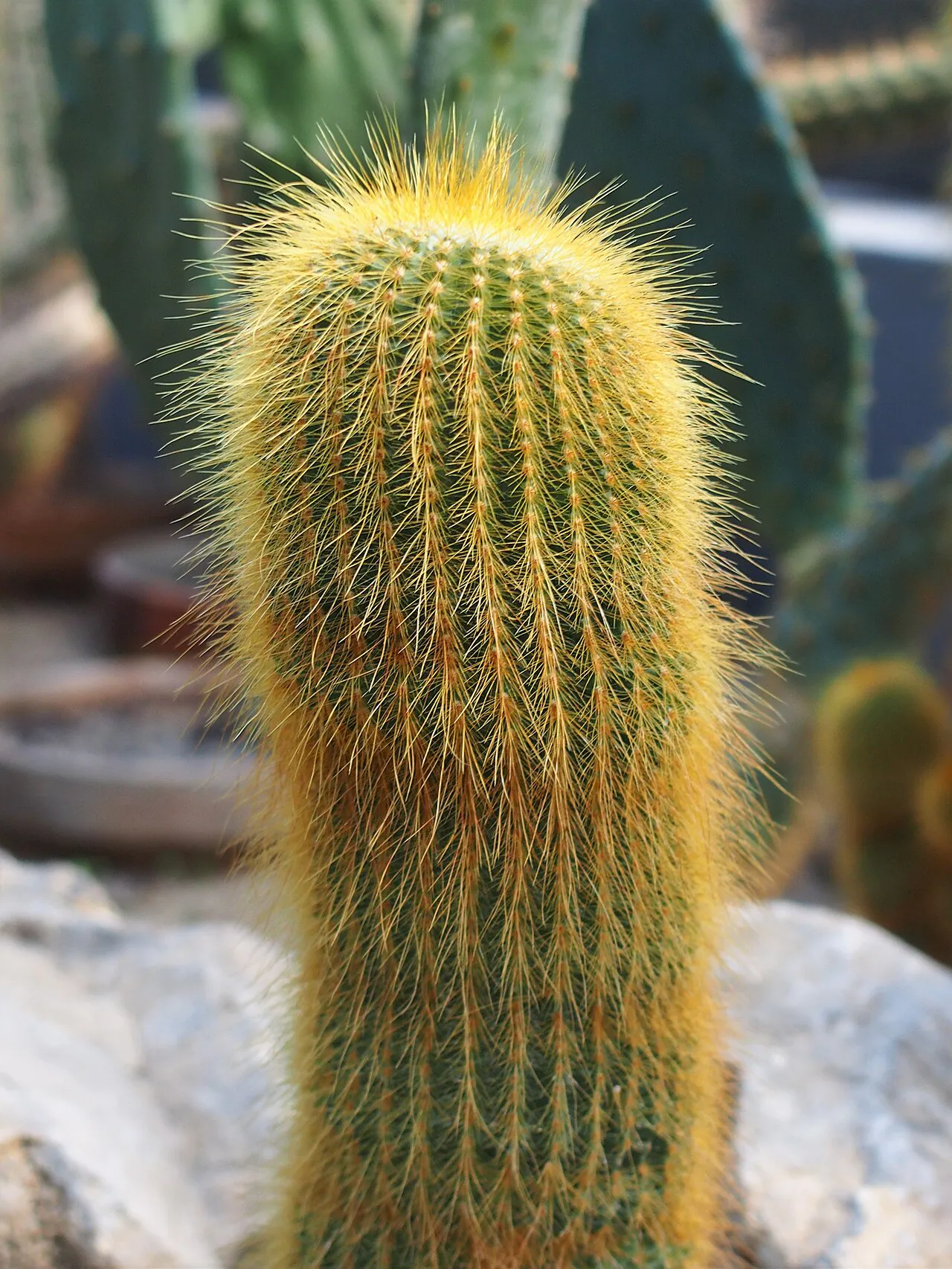 Rounded tip and closely spaced golden spines.