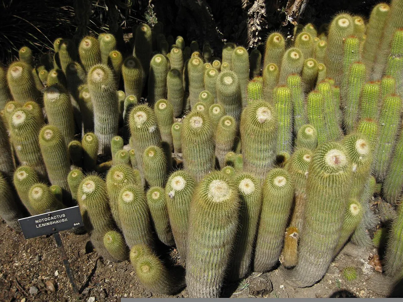Crowded stand of upright golden stems.