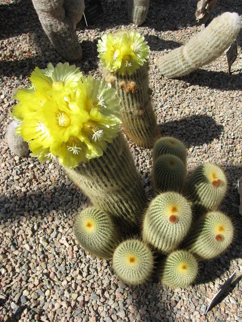 Bright yellow flowers above cylindrical stems.