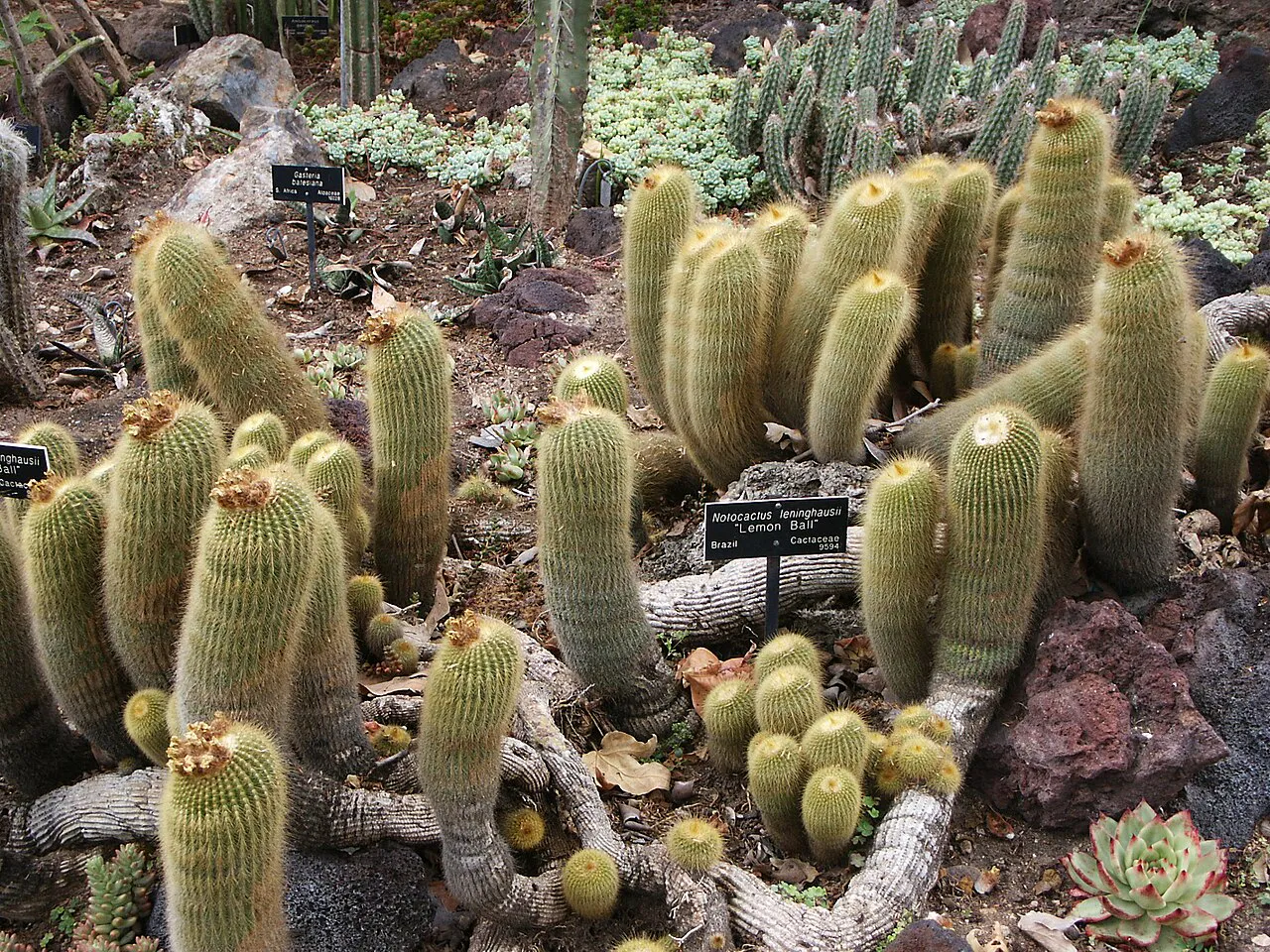 Cluster of columns at several heights.