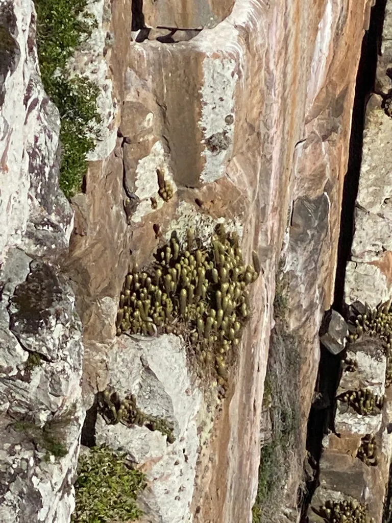 Small cactus growing against a rock face.