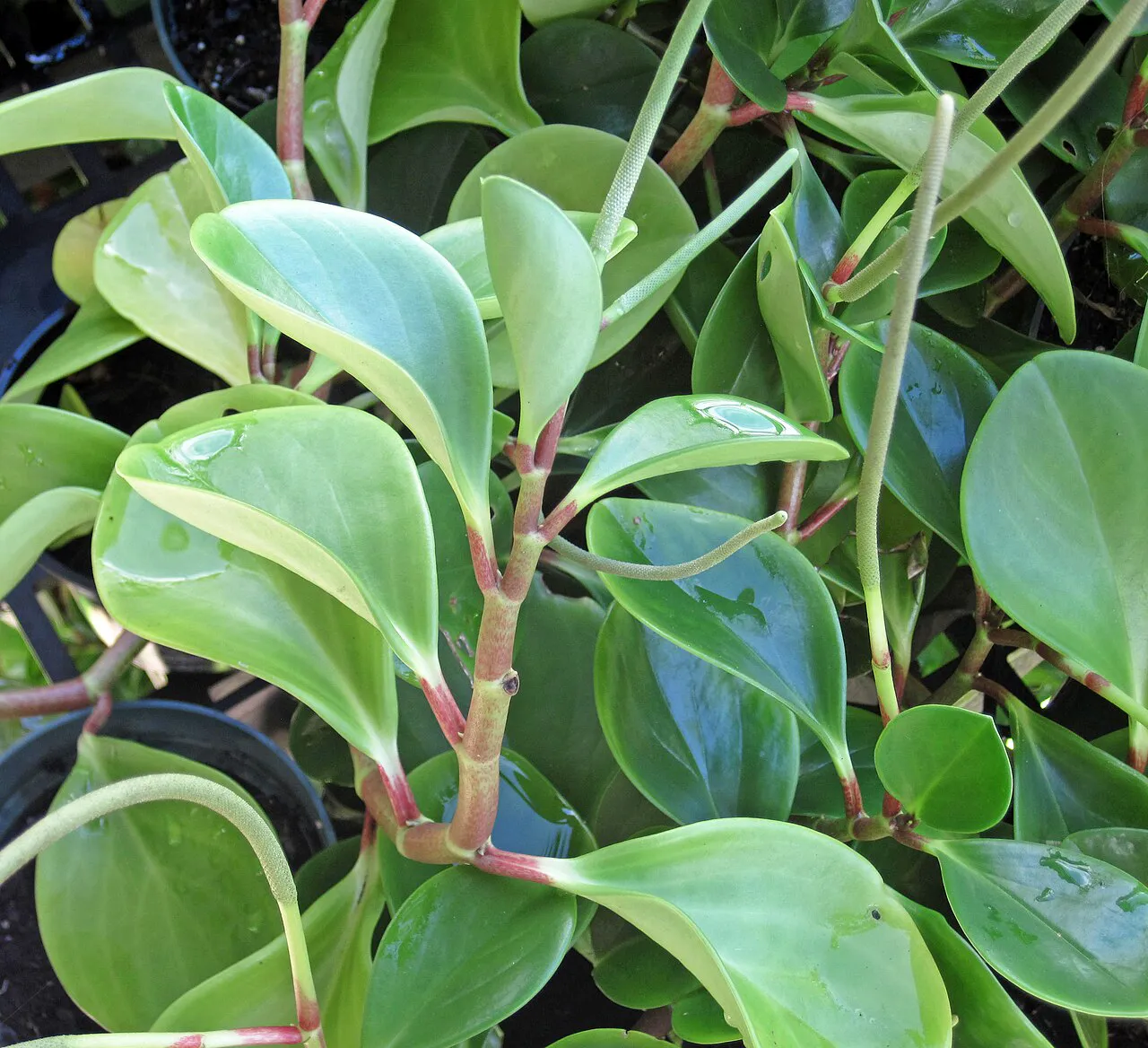 Thick leaves and short reddish stems.