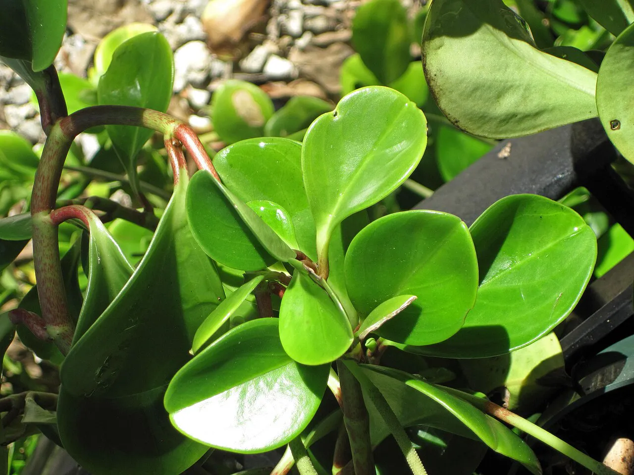 Rounded leaf blades catching the light.